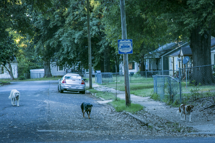 Stray dogs walk the street in The Heights. The Heights experienced heavy white flight from the 1960s through the 1990s resulting in an estimated 1,100 vacant lots and houses. Stray dogs use abandoned properties as safe dens and are a symptom of those vacancies. (Natalie Eddings) 