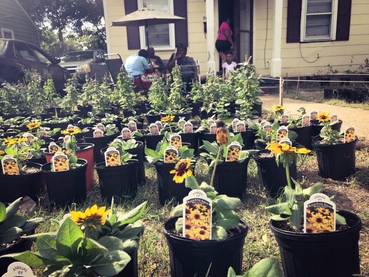 Una orden de plantas se alinea fuera de la casa de Sidney Johnson. Pronto serán plantados en el Ayuntamiento. (Cole Bradley)