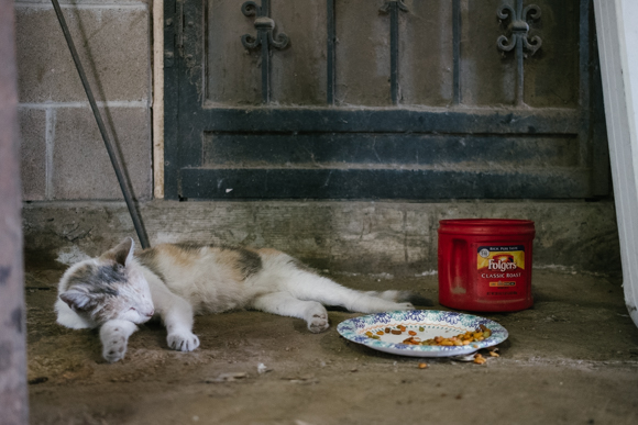 A nameless stray cat has been a member of the Southern Steel Supply family for years. (Brandon Dahlberg)