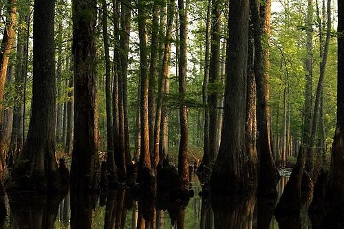"This property holds great historical, cultural, and archeological significance, as well as long-term forest research plots, and exceptional hardwood forestland," says State Forester Heather Slayton.