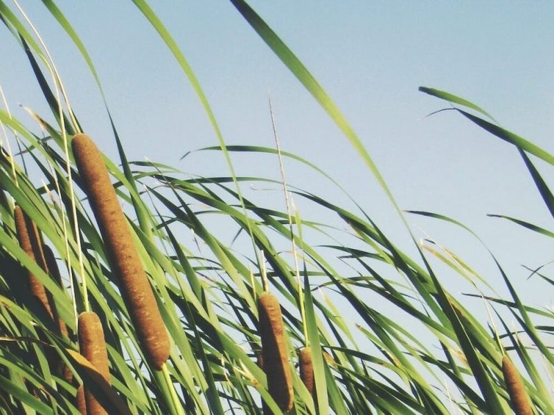 “The funding Ducks Unlimited receives from the Conservation Through Art program benefits wetlands conservation efforts in our own backyard," says Adam Putnam, CEO of Ducks Unlimited.