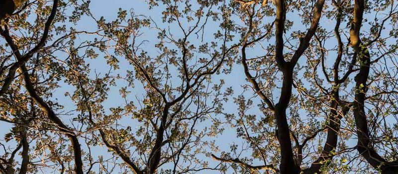 Springtime in Memphis